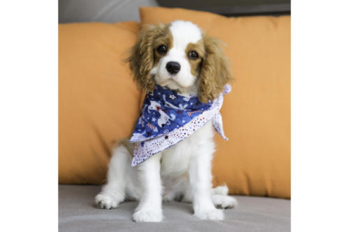 puppy bandana portrait
