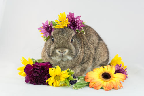 bunny studio portrait