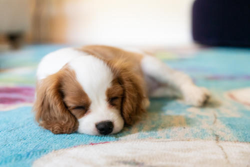 sleeping cavalier puppy