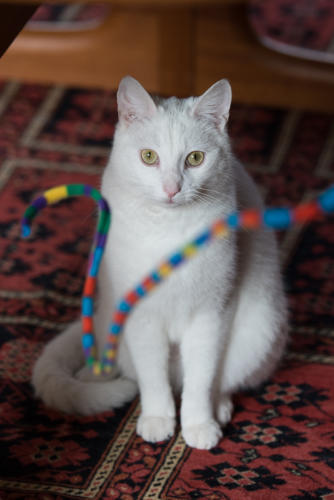 white cat action shot chasing ribbon toy stanford
