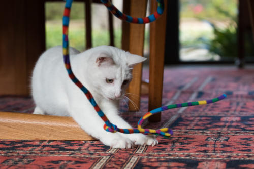 white cat action shot chasing ribbon toy stanford