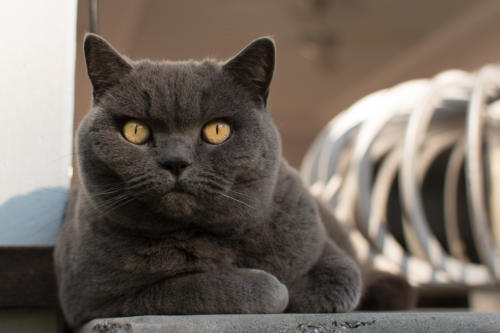 british shorthair cat outdoor portrait brisbane