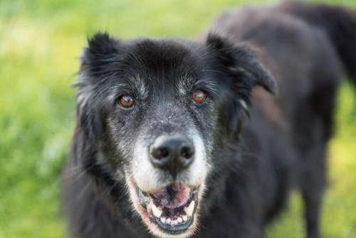 older black dog portraiture stanford