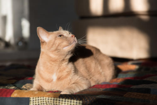 indoor cat in sunshine photo