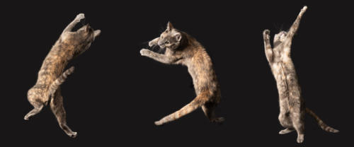 cat leaping studio portrait