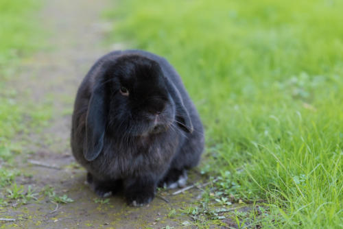 rabbit photography stanford