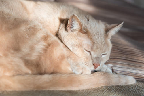 sleeping cat portrait